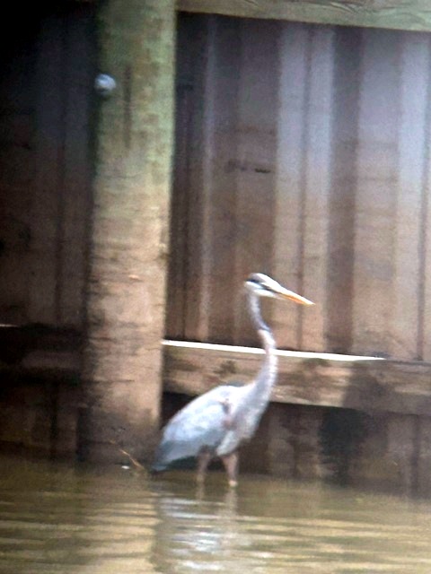 Waterbird along the waterfront